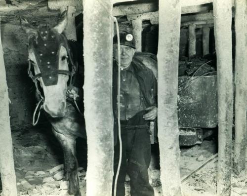 Miner with pit pony underground hauling tubs of coal in the No. 20 colliery, Glace Bay, 1952. The low roof and wooden poles show the confined and dangerous space in the mine.