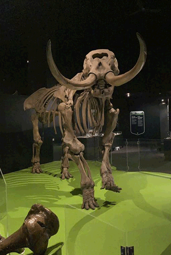 Image of a mastodon skeleton.