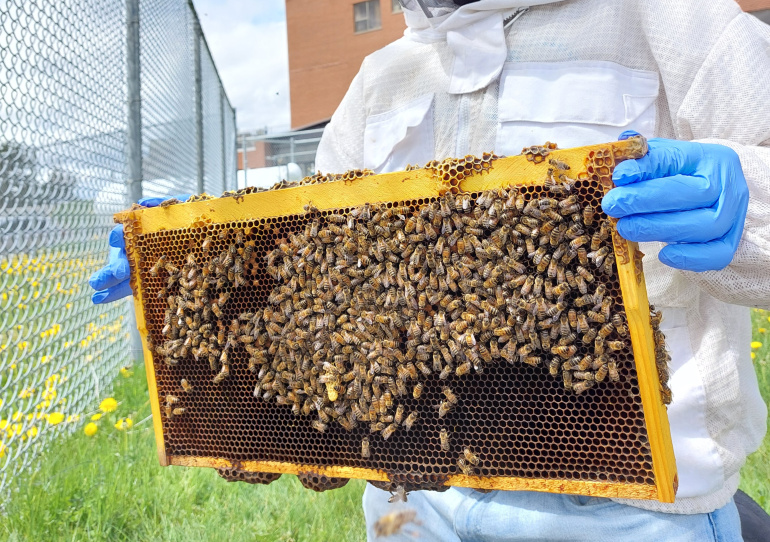 A close-up photograph shows a person wearing a white protective beekeeping suit and blue nitrile gloves, holding up a rectangular wooden hive frame covered in a dense cluster of honeybees.