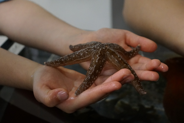 Hands holding a seastar.