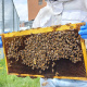 A close-up photograph shows a person wearing a white protective beekeeping suit and blue nitrile gloves, holding up a rectangular wooden hive frame covered in a dense cluster of honeybees.