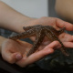 Hands holding a seastar.