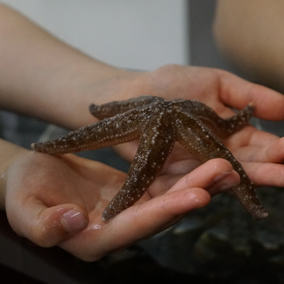 Hands holding a seastar.